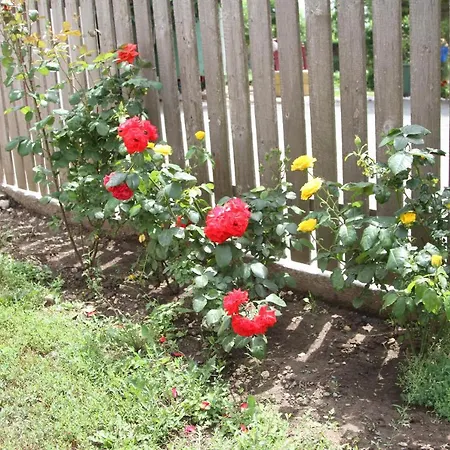 Pensionat Toate Panzele Sus