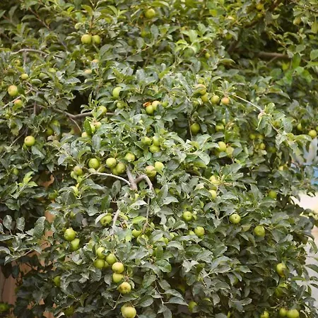 Pensionat Toate Panzele Sus Corbu (Constanta)