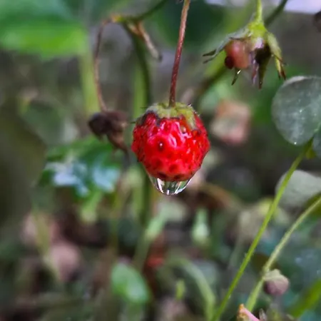 Toate Panzele Sus Pensionat *