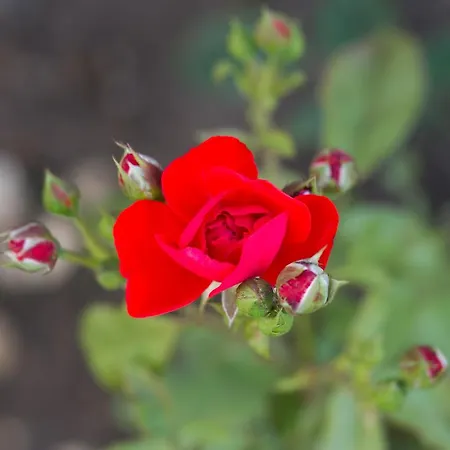 Toate Panzele Sus Pensionat *