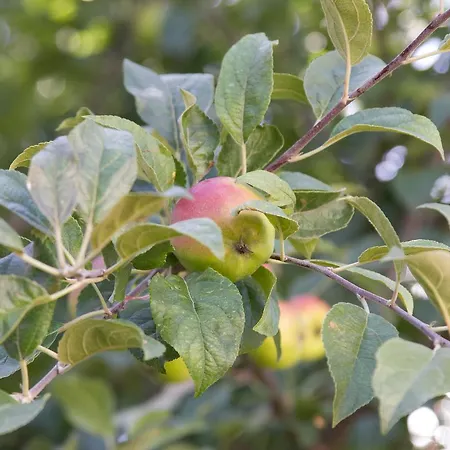 Toate Panzele Sus Pensionat Corbu (Constanta)