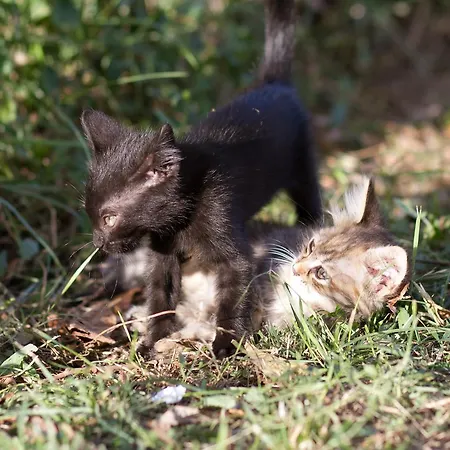 Toate Panzele Sus Affittacamere