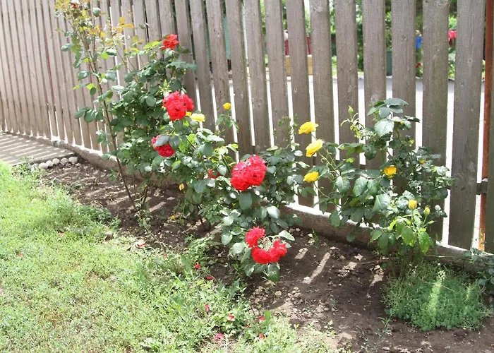 Guest house Toate Panzele Sus