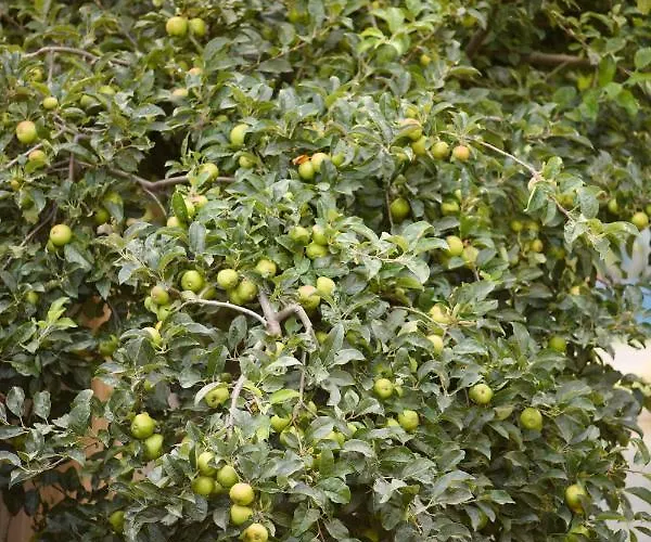 Guest house Toate Panzele Sus Corbu (Constanta)