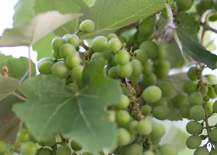 Guest house Toate Panzele Sus *