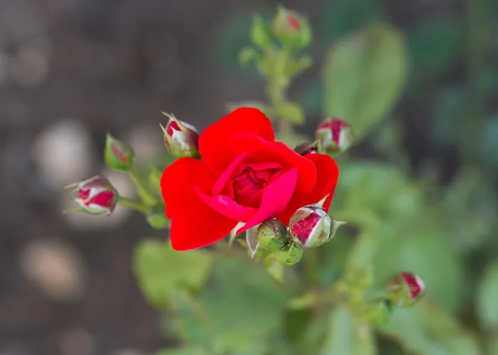 Toate Panzele Sus Guest house *