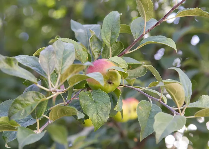 Toate Panzele Sus Guest house Corbu (Constanta)